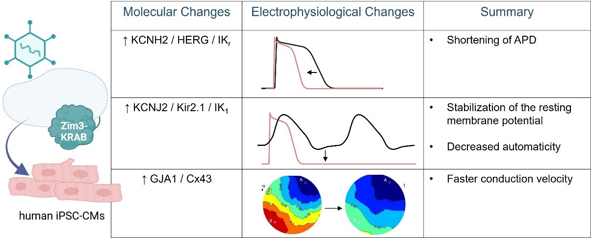 Summary of maturation/anti-arrhythmic effects of dCas9/Zim3 expressing human iPSC-CMs 